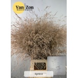 Ornamental grass Panicum paint Apricot (tk)
