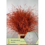 Panicum paint Orange (tk)