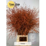 Ornamental grass Panicum paint Orange (tk)