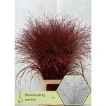 Panicum paint Red (tk)