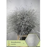 Panicum paint White (tk)