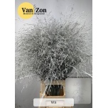 Ornamental grass Panicum paint White (tk)