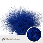 Ornamental grass Panicum paint Dark Blue (tk)