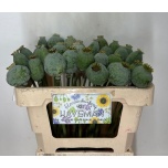 Papaver Magun Moon 50cm