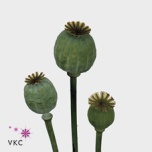 Papaver Magun Moon 65cm