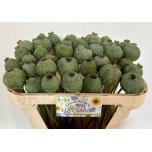 Papaver Magun Moon 65cm
