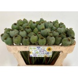 Papaver Magun Moon 65cm
