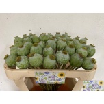 Papaver Magun Moon 65cm