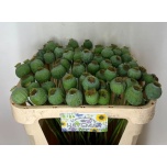 Papaver Magun Moon 65cm