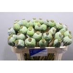Papaver Magun Moon 65cm