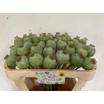 Papaver Magun Moon 65cm