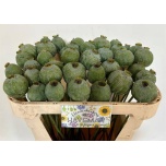 Papaver Magun Moon 65cm