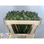Papaver Magun Moon 65cm