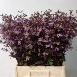 Penstemon Peekerlill 70cm