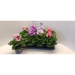 Pelargonium Pelargoon mix 12cm