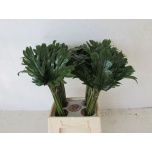 Philodendron Filodendron Xanadu 45cm pk