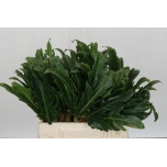 Philodendron Filodendron Xanadu 50 cm pk