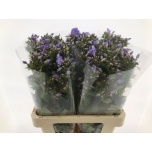 Phlox Floks 60cm Butterfly