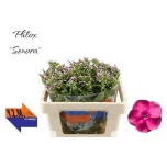 Phlox Floks Senora 50cm