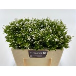 Phlox Floks Snowy 50cm