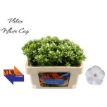 Phlox Floks Whitecap 50cm