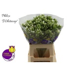Phlox Floks Whitecap 60cm