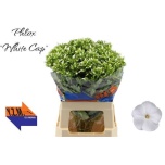 Phlox Floks Whitecap 60cm