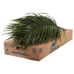 Phoenix 80cm (pk)