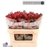 Photinia Red Robin 70cm tk