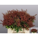 Pieris Purity 40cm
