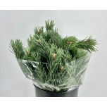 Pinus Mugo (pk)