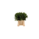 Pistacia Pistaatsia 40cm (pk)