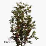 Pistacia Pistaatsia 50cm (pk)