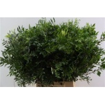 Pistacia Pistaatsia 50cm (pk)