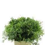 Pistacia Pistaatsia 50-55cm (pk)