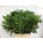 Pistacia Pistaatsia 55cm (pk)