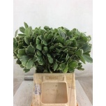 Pittosporum Ilan 40cm (pk)