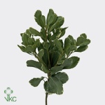 Pittosporum Ilan 50cm (pk)