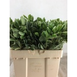 Pittosporum Ilan 50cm (pk)
