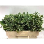 Pittosporum Ilan 50cm (pk)