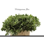Pittosporum Ilan 50cm (pk)