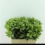 Pittosporum Ilan 50cm (pk)