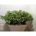 Pittosporum Ilan 50cm (pk)