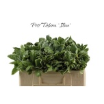 Pittosporum Ilan 50cm (pk)
