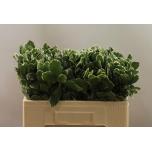 Pittosporum Ilan 55cm (pk)