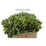 Pittosporum Ilan 50cm (pk)