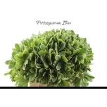 Pittosporum Ilan 60cm (pk)