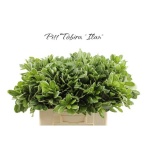 Pittosporum Ilan 60cm (pk)
