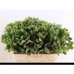 Pittosporum Ilan 60cm (pk)