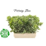 Pittosporum Ilan 60cm (pk)